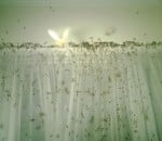 Termites inside house